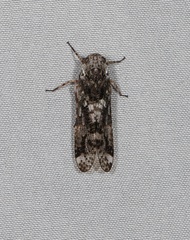 Birdantis mouldsi