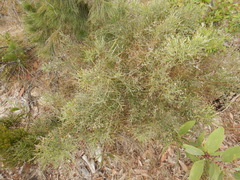 Jacksonia thesioides