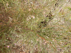 Jacksonia thesioides