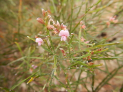 Jacksonia thesioides