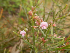 Jacksonia thesioides