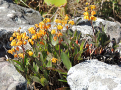 Polystachya pubescens