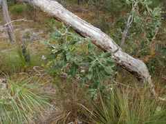 Banksia dentata