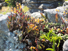 Polystachya pubescens