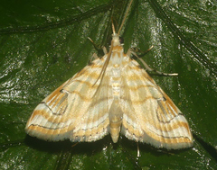 Neurophyseta