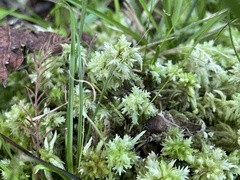 Sphagnum perichaetiale