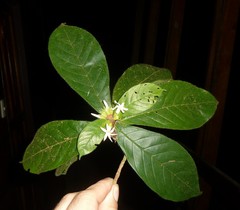 Duroia costaricensis