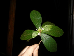 Duroia costaricensis