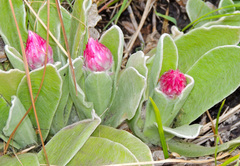 Helichrysum ecklonis