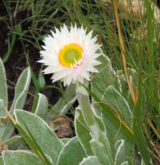 Helichrysum ecklonis