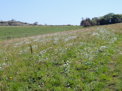 Helichrysum ecklonis