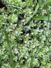 Sphagnum perichaetiale