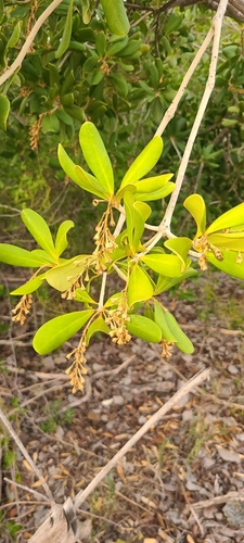 Image of Jacquinia arborea by (c) ritirene, some rights reserved (CC BY)