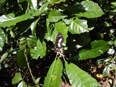 Neptis praslini