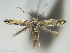 Macrosaccus robiniella