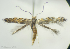 Macrosaccus robiniella