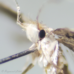 Macrosaccus robiniella