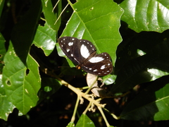 Neptis praslini