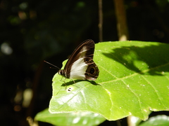 Hypocysta angustata
