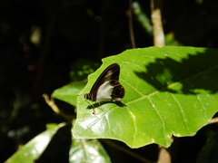 Hypocysta angustata