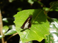 Hypocysta angustata