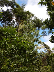 Alstonia