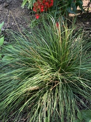 Festuca glauca