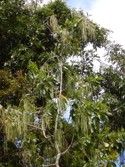 Alstonia