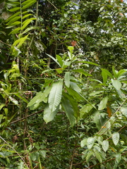 Alstonia