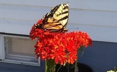 Papilio multicaudata