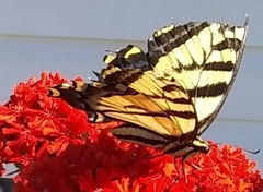 Papilio multicaudata