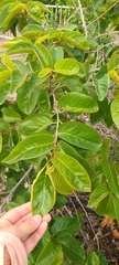 Colubrina arborescens