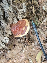 Ganoderma