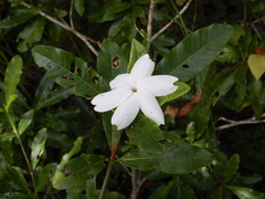 Gardenia scabrella