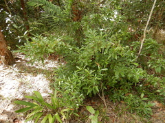 Gardenia scabrella