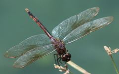 Brachymesia