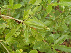 Gardenia scabrella