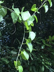 Cissus hastata