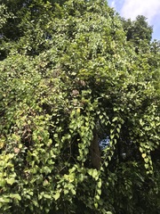 Cissus hastata