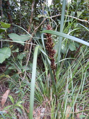 Gahnia aspera