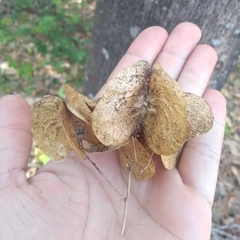 Balfourodendron riedelianum