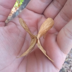 Balfourodendron riedelianum