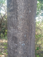 Balfourodendron riedelianum