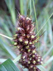 Gahnia aspera
