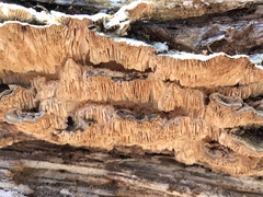 Trametes betulina