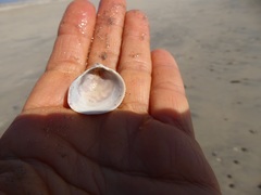 Laevicardium substriatum