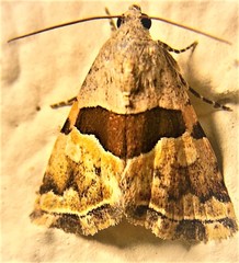 Cobubatha lixiva
