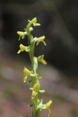 Platanthera limosa