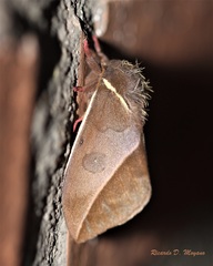 Automeris basalis