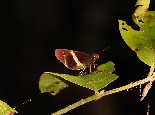 Dubiella fiscella